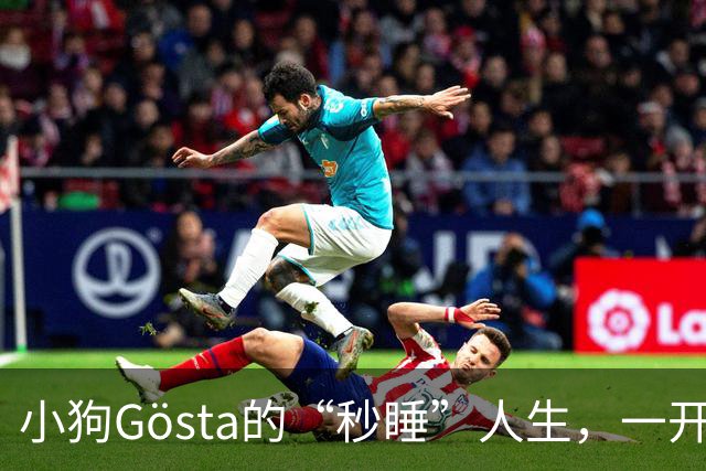 小狗Gösta的“秒睡”人生，一开心就直接“关机”！